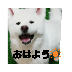 Lineスタンプ かわいい秋田犬コメント 8種類 1円
